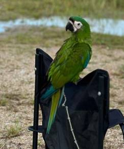 Burung chestnut macaw free fly parrot bird