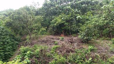 Tanah Kebun Bukit Tarik 150k saja