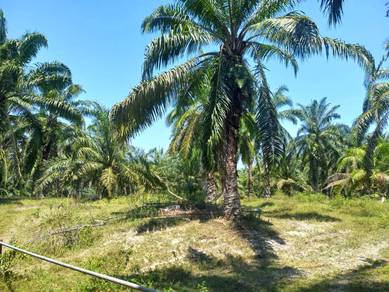 Agricultural-Land-for-sale-Sungai-Siput-Perak