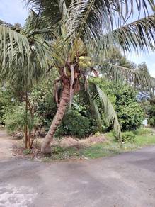 Agriculture Land, Permas Besar, Pontian, Johor