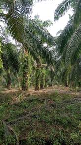 Kuala selangor Palm Oil land For Sale