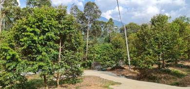 Agricultural-Land-for-sale-Slim-River-Perak