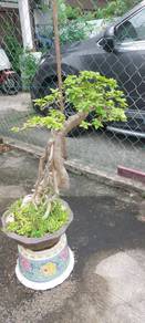 Bonsai bougainvillea