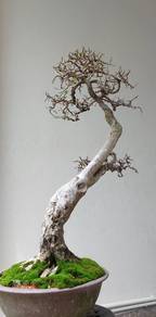 Bonsai Kesinai