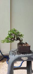 Bonsai Shimpaku juniper (small)