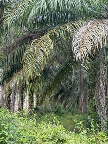 Agricultural-Land-for-sale-Kuala-Ketil-Kedah