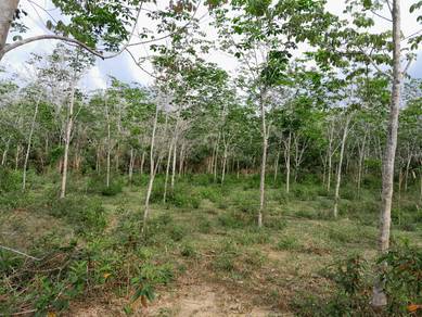 [2Ekar Boleh Masuk 6Nama] Kebun Getah Tepi Minitar Carok Tok Uban