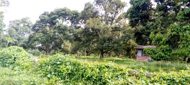 Agricultural-Land-for-sale-Bemban-Melaka