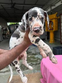 Great dane puppy for sale