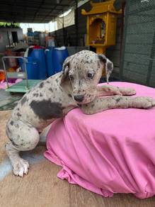 Great dane puppy for sale