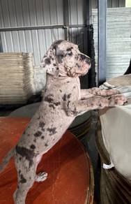 Great dane puppy for sale