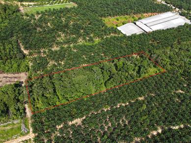 FREEHOLD Non Bumi Kebun Durian 3 Ekar Parit Sulong, Batu Pahat, Johor