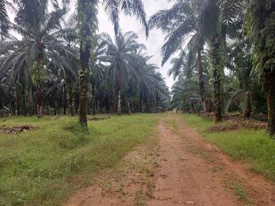 Agricultural Land planted with oil palm trees at Sijangkang,  Parkland