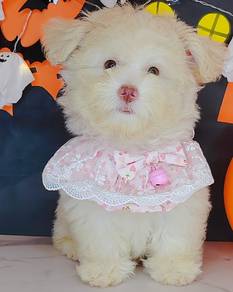 Maltipoo