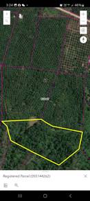 Agriculture Land 📍Kudat 📍Rubber Tree📍 Tongkat-Ali