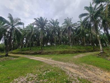 Ladang SAWIT FREEHOLD MARANG 202 EKAR