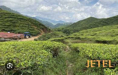 Commercial-Land-for-sale-Cameron-Highlands-Pahang