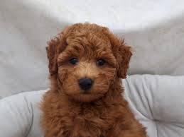 S20 caring poodle puppy dog