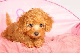 S21 cat-friendly poodle puppy dog