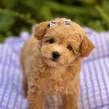 S22 cheeky poodle puppy dog