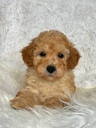 S25 chill poodle puppy dog