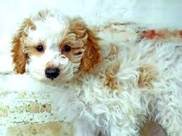 S26 chubby poodle puppy dog
