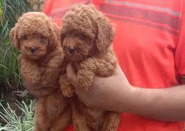 S27clean poodle puppy dog