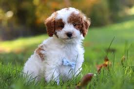 S28 clever poodle puppy dog