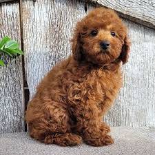 S29 cocky poodle puppy dog