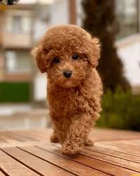 S30 comic poodle puppy dog