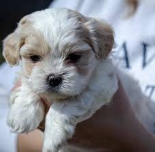 S31 courageous malshipoo puppy dog