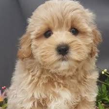 S32 crafty malshipoo puppy dog