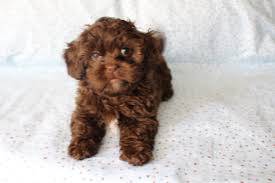 S33 crate-trained malshipoo puppy dog