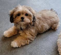 S34 crazy malshipoo puppy dog