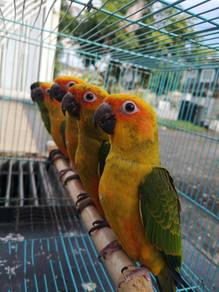 Burung sun conure parrot bird