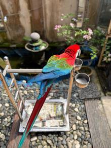 Burung greenwing macaw parrot bird