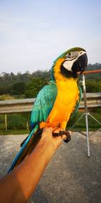 Burung blue and gold macaw parrot bird