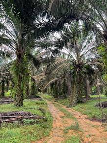 20 acres Oil Palm, Near Factory Lukut Cina, Kota Tinggi