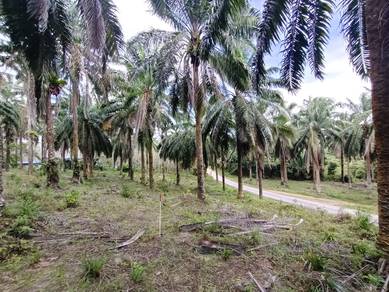 TANAH SAWIt KG SAWAH DATO, MERSING FOR SALE