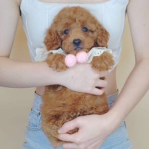 Love my Tiny Toy Poodle Cute and Sweet *MJ784