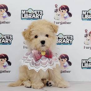Love my Tiny Toy Poodle Cute and Sweet *MJ785