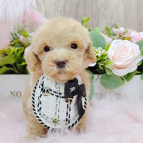 Love my Tiny Toy Poodle Cute and Sweet *MJ787