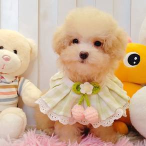 Love my Tiny Toy Poodle Cute and Sweet *MJ788