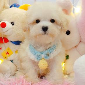 Love my Tiny Toy Poodle Cute and Sweet *MJ791