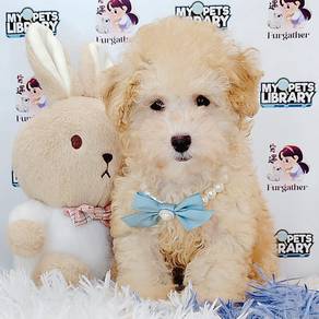 Love my Tiny Toy Poodle Cute and Sweet *MJ792