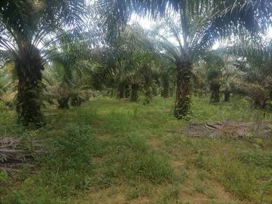 Land-for-sale-Keningau-Sabah-3
