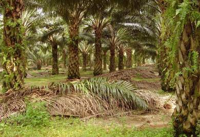 Agricultural land for sale, kemaman, Kijal, terengganu