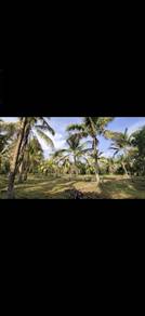 Agricultural-Land-for-rent-Alor-Gajah-Melaka