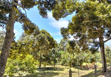 Agricultural-Land-for-sale-Jelebu-Negeri-Sembilan