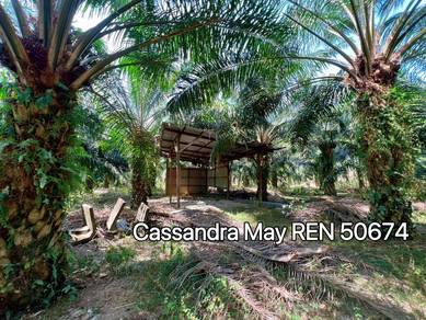 Agricultural Land Oil Palm Trees at Masjid Tanah Alor Gajah Freehold